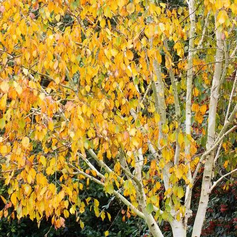 Листья гималайской березы с осенними цветами