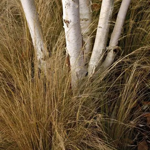Гималайская береза в окружении ковыля