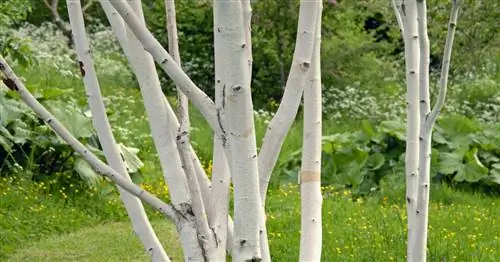 Береза гималайская