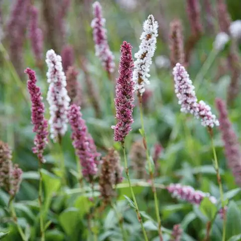 Цветы коврового спорыша