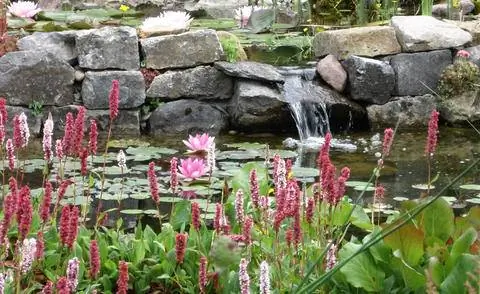 Горец ковер