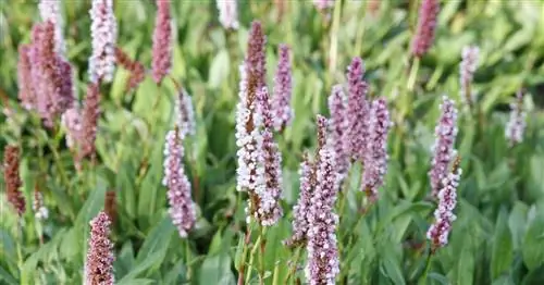 Горец ковровый, горец карликовый