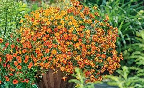 Байден окрашен в красный цвет