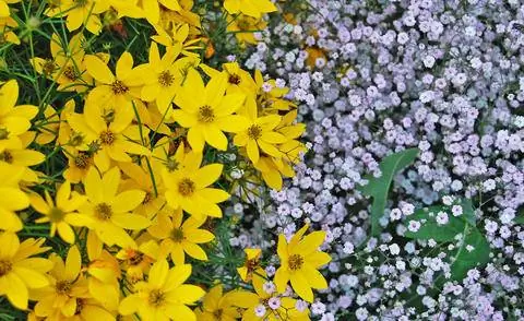 Bidens ferulifolia и Gypsophila (гипсофила)