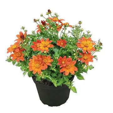 Байден «Взрыв костра»