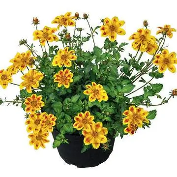 Байден «выкрасил в желтый цвет»