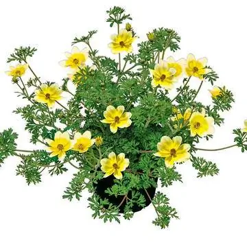 «Лимонная луна» Байдена