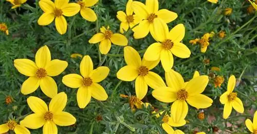 Байденс, Цвайзан, Голдмари