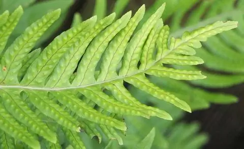 Ветвь папоротника, лист реберного папоротника