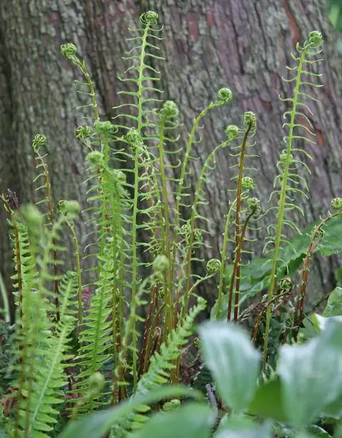 Ребристый папоротник любит расти у подножия деревьев