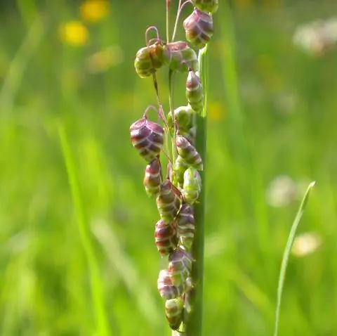 Цветы средней дрожащей травы