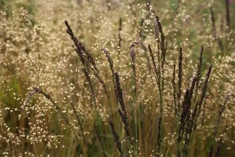 Дрожащая трава 'Lamouzi' и высокая вересковая трава 'Moorhexe'