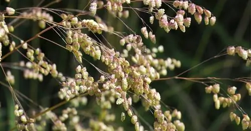 Средняя дрожащая трава