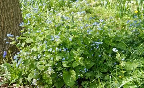 Бруннера крупнолистная в цвету