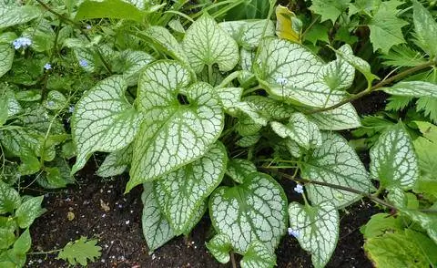 Бруннера крупнолистная 'Джек Фрост'