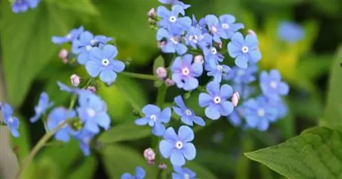 Кавказские незабудки