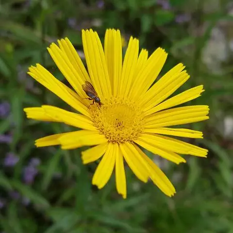 Окси-цветок