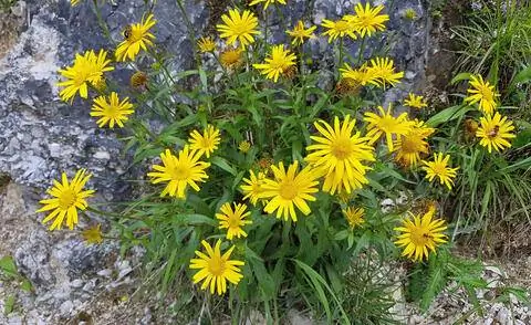 Oxeye (Buphthalmum salicifolium)