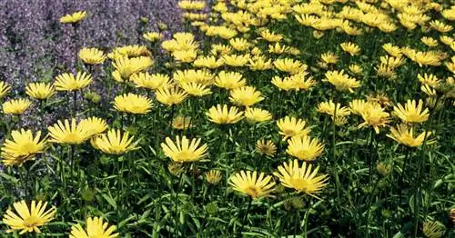 Оксиай, Золотая Дейзи