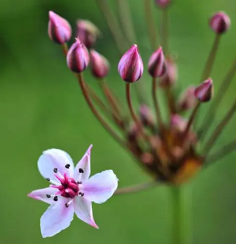 Цветы лебединого цветка