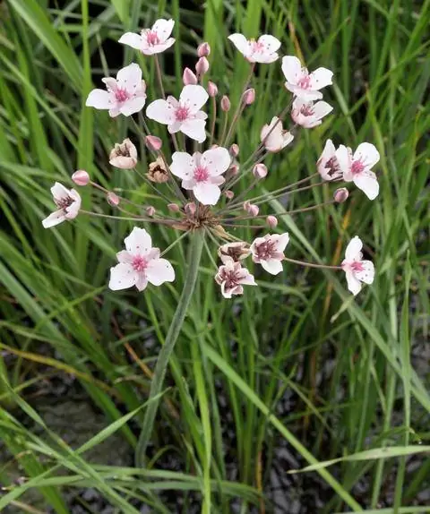 Лебединый цветок на краю пруда