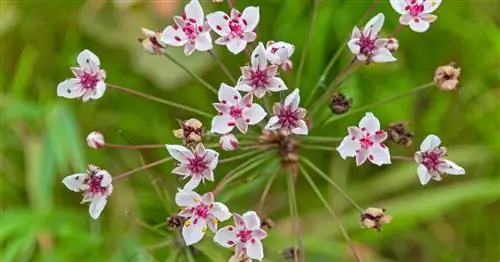 Лебединый цветок