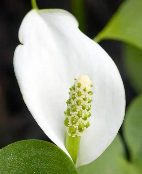 Цветы драцены