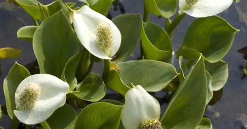 Драконий корень