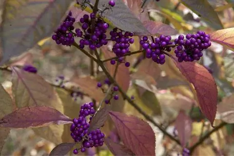 Осенние краски и фруктовое украшение в кусте любовной жемчужины