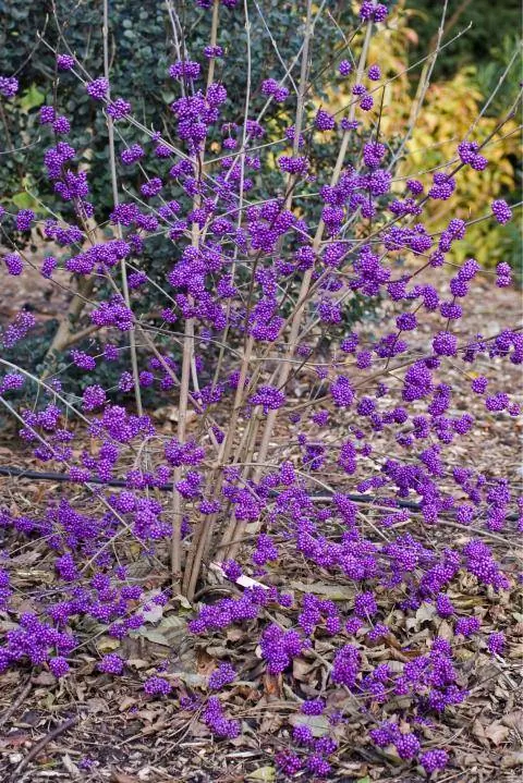 Плодовое украшение куста любовной жемчужины (Callicarpa bodinieri var. giraldii 'Profusion')
