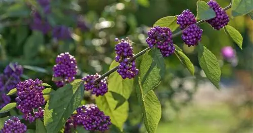 Люблю жемчужный куст