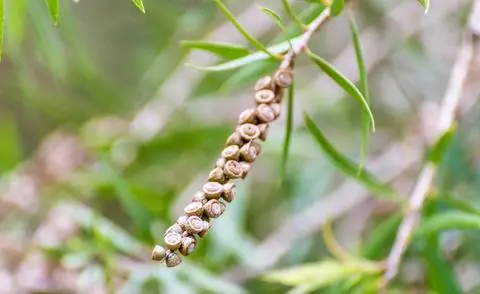 Каллистемон соплодия