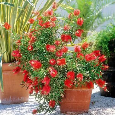 Щетка для бутылок