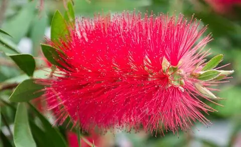 цилиндровидное соцветие цилиндрической кисти