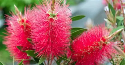 Багровая щетка для бутылок