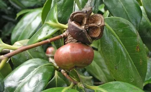 Плод японской камелии Плод японской камелии