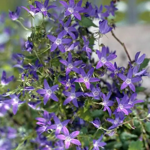 Цветы подвесной подушки колокольчика