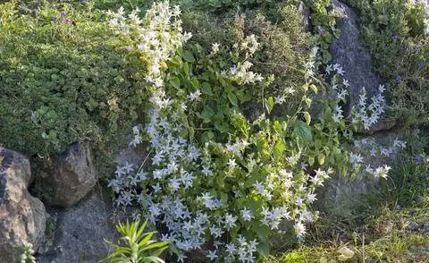 Кампанула посчарская 'Серебряный дождь'