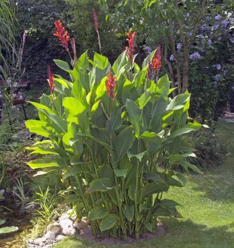 Индийский цветочный тростник в саду