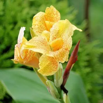 Желтый цветок канны