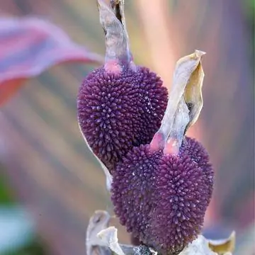 плодовое тело