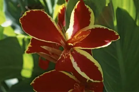 Карликовый сорт Люцифер.