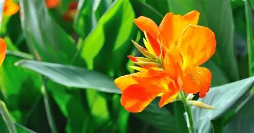 Индийский цветок тростника