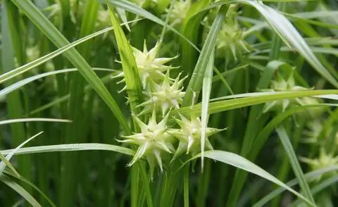 Плодовое украшение осоки утренней звезды