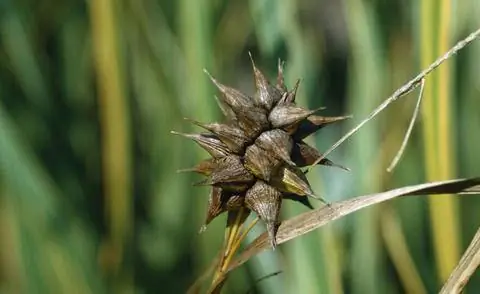 Семенные коробочки осоки утренней звезды