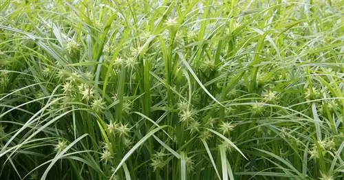 Осока утренняя звезда