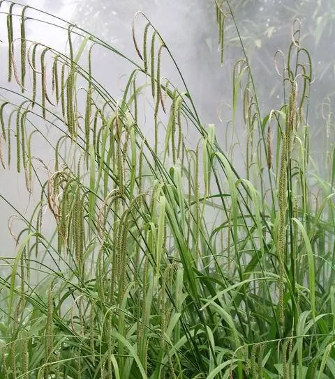 Цветущая гигантская осока