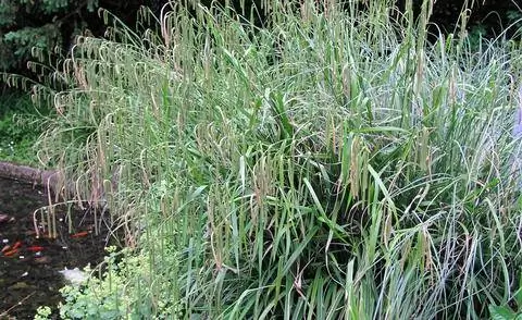 Гигантская осока на берегу пруда