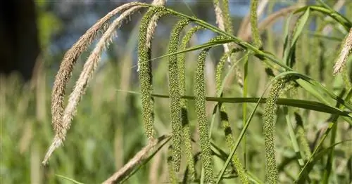 Гигантская осока