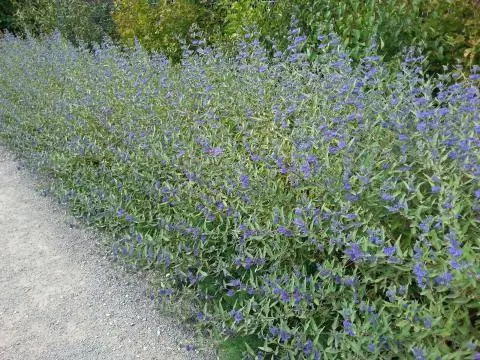 Бородатая борода (Caryopteris) как живая изгородь